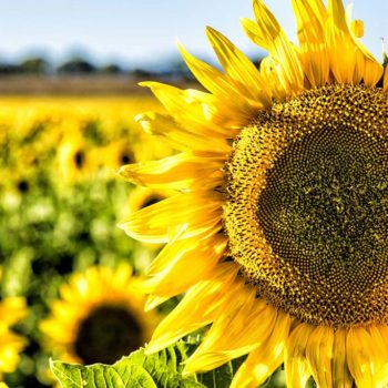 Capture The Essence Of Flowers All Digital Photography Capturing The Brightness Of Sunflowers