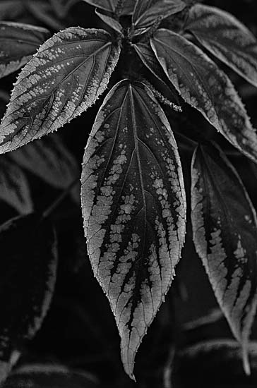 012990BW