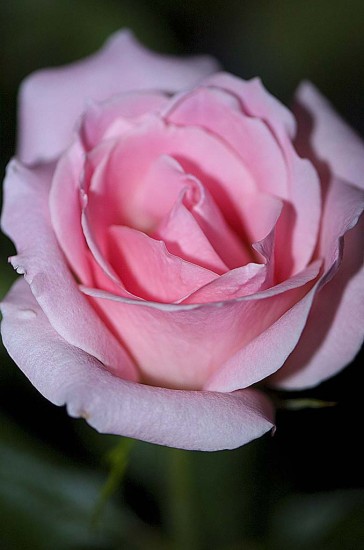 DSC_8907