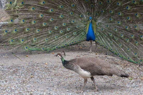 DSC_1837 Dancing Peacock
