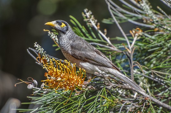 Noisy Miner 2