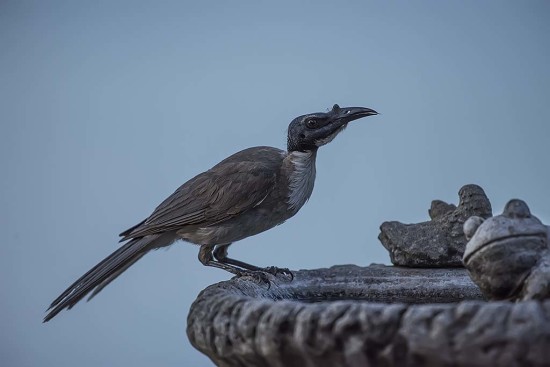 Noisy Friar Bird, Honeyeater