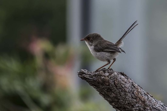 Superb Blue Fairy Wren