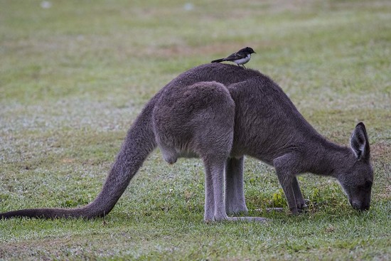 Grey Kangaroo and Willie Wagtail at Halfway Creek, New South Wales.