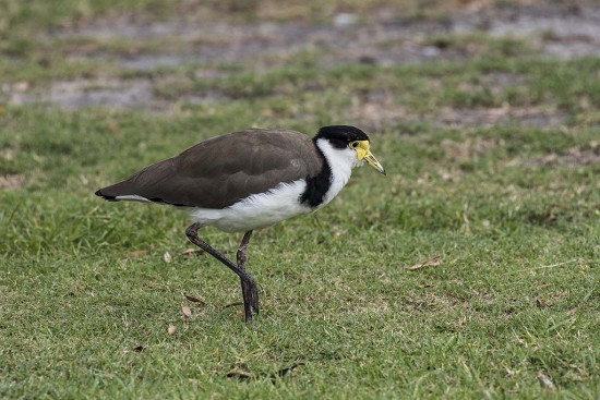 Masked Lapwing, Red Rock, New South Wales.