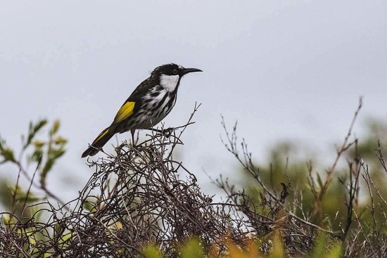 White Cheeked Honeyeater, Red Rock, New South Wales.