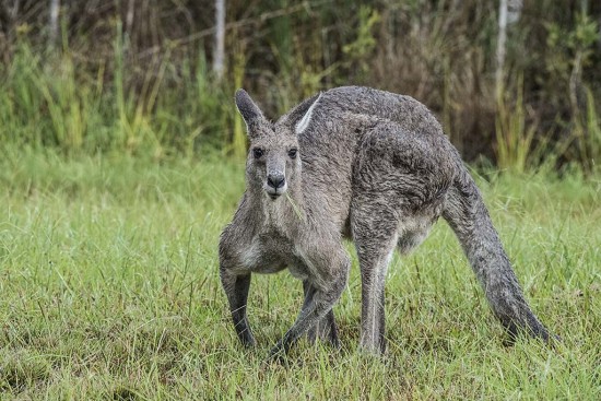 Grey Kangaroo at Red Rock, New South Wales.