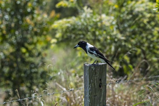 Pied Butcherbird