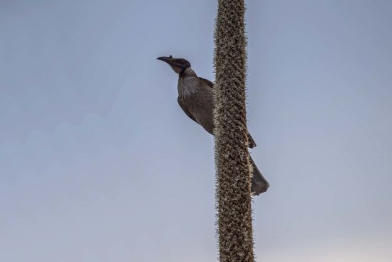 Noisy Friar Bird