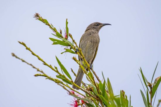 Brown Honeyeater