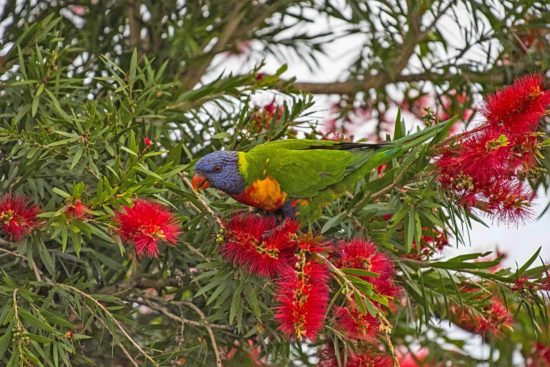 Rainbow Lorikeet on Bottle Brush