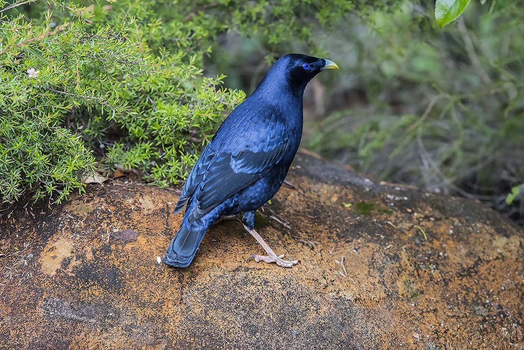 bowerbirds tour