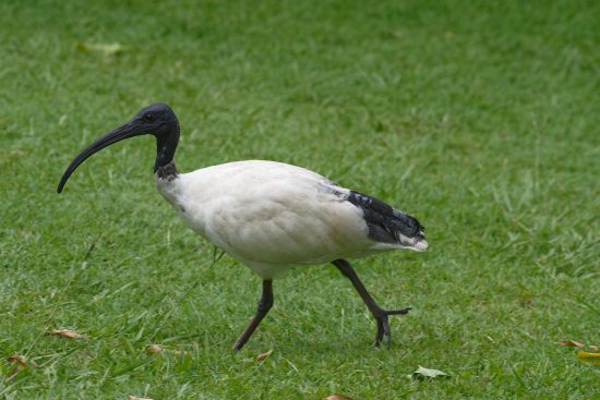 Sacred Ibis, Mount Coot-tha, Botanical Gardens